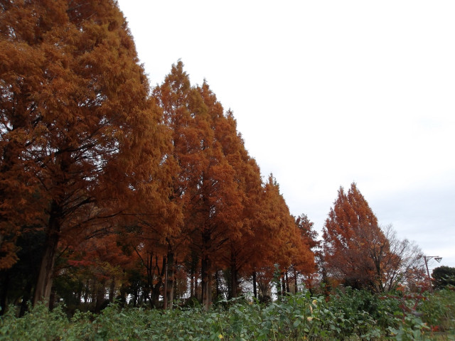 相模原北公園